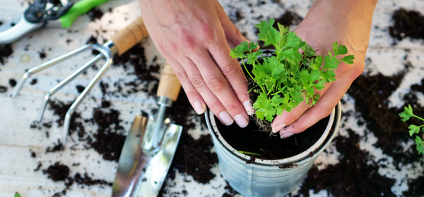 4 Plants Your Garden Can't Live Without