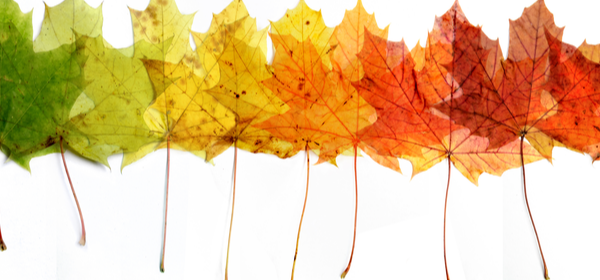 How to Prepare Your Mind and Body for a Seasonal Transition